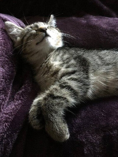 kitten4